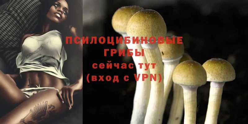 Галлюциногенные грибы Psilocybine cubensis  мориарти официальный сайт  Бикин 